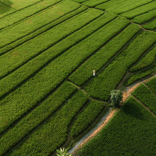 Local Farms