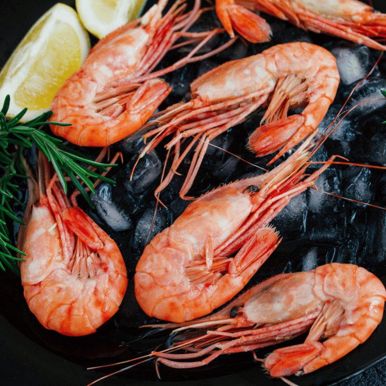 Shrimp