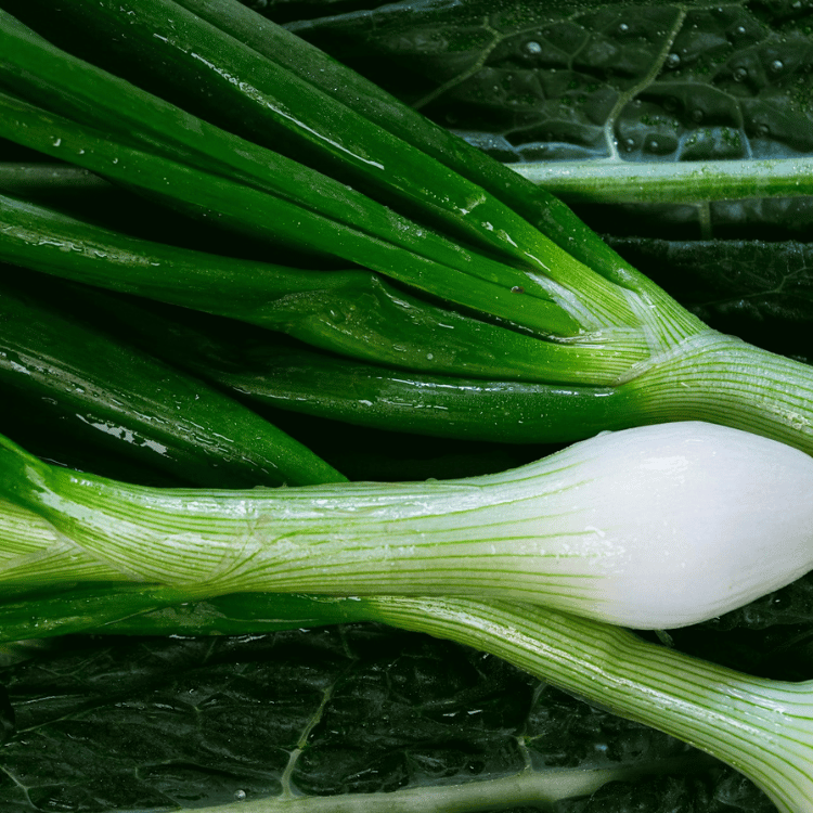 Spring Onion