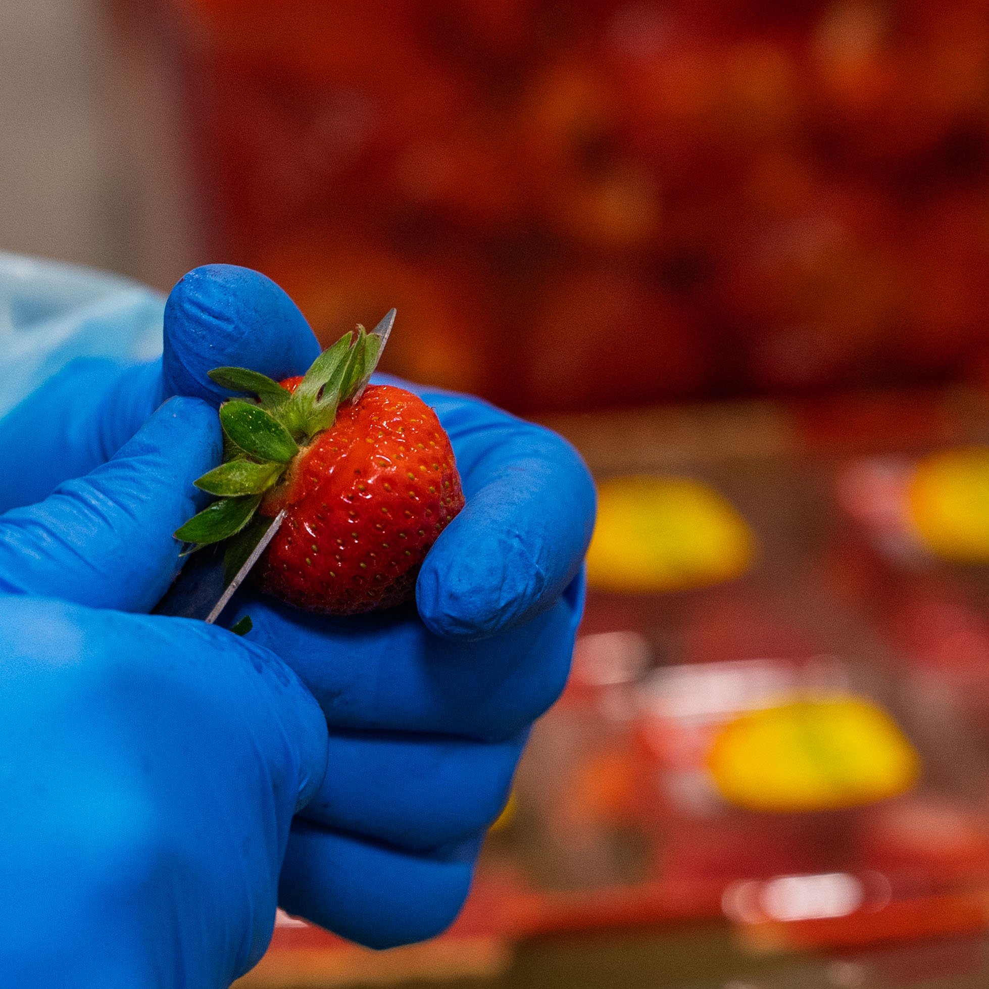 Strawberry Cut Fresh