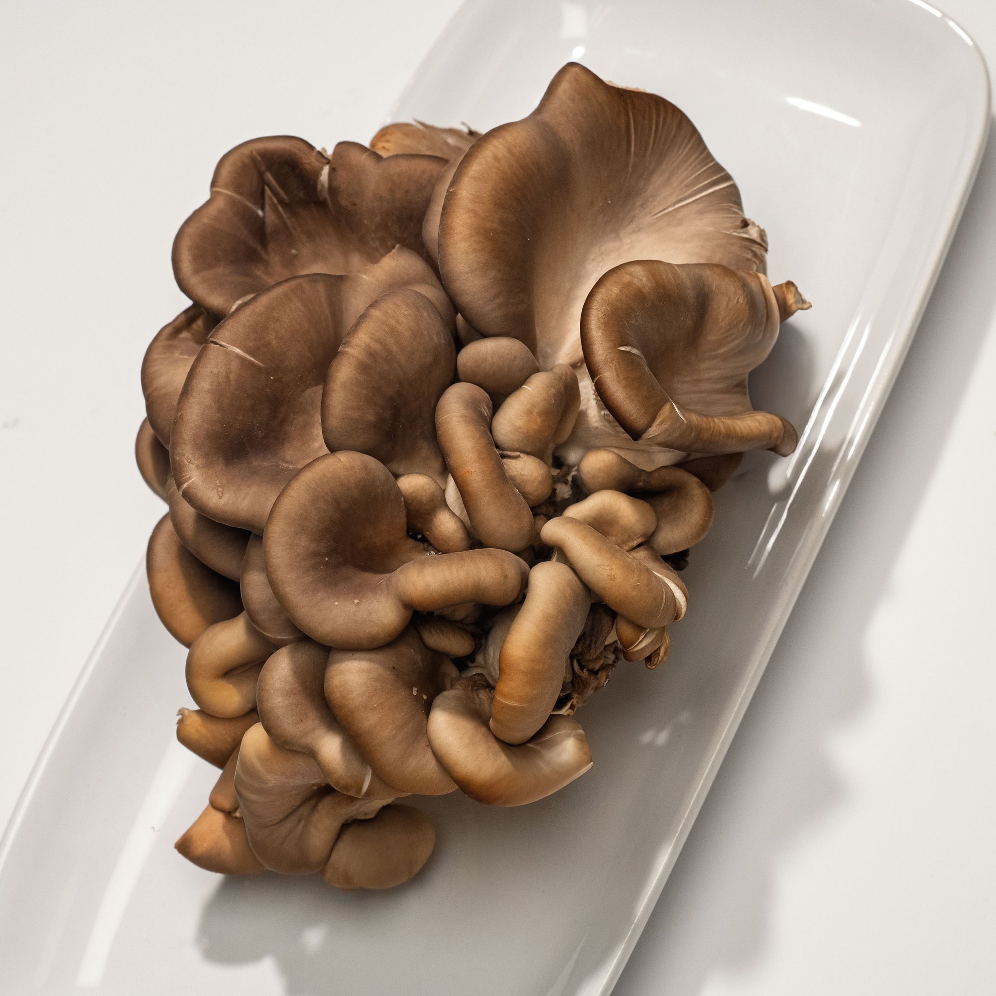 Oyster Oyster