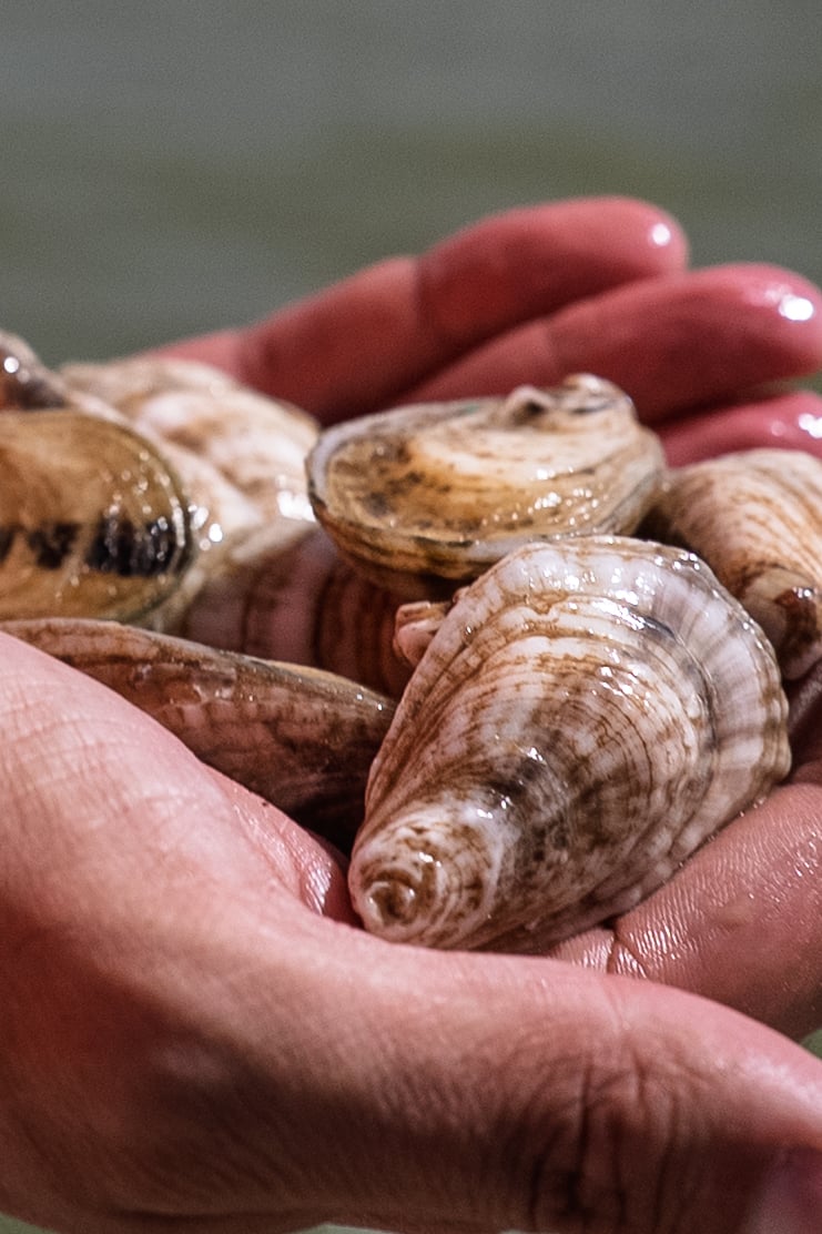 oysters